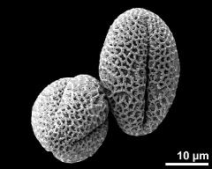 dry pollen grains