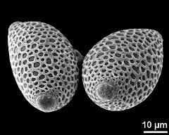 hydrated pollen grains