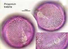 hydrated Pollen