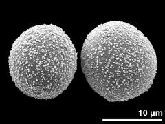 hydrated pollen grains