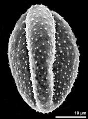 dry pollen grain in equatorial view