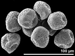 dry pollen grains