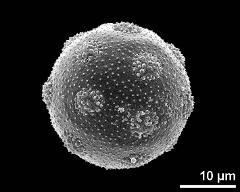 hydrated pollen grain