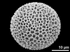 hydrated pollen grain