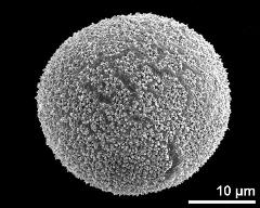 hydrated pollen grain