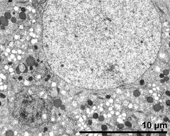 vegetative cytoplasm with generative cell (left) and vegetative nucleus (right), lipids