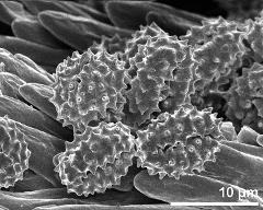 dry pollen grains