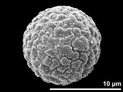 hydrated pollen grain