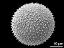 hydrated pollen grain