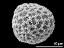 hydrated pollen grain