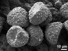 dry pollen grains