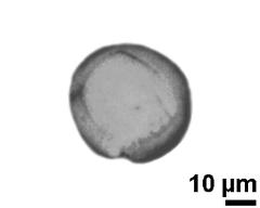 optical section