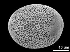 polar proximal view