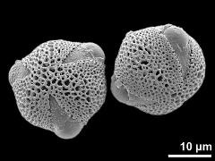 hydrated pollen grains