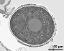 cross section of pollen grain