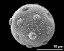 hydrated pollen grain