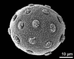 hydrated pollen grain