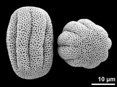 dry pollen grains (short-styled morph)