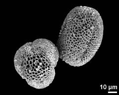 dry pollen grains