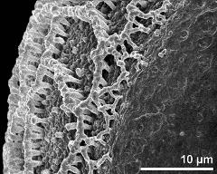 sulcus border