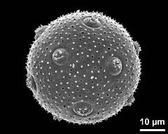 hydrated pollen grain