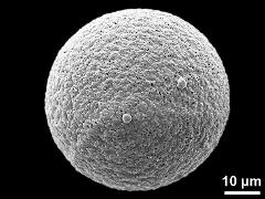 hydrated pollen grain