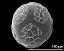 hydrated pollen grain