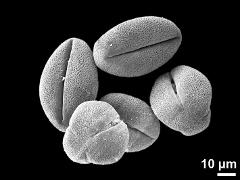 dry pollen grains