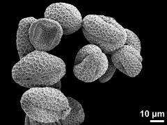 dry pollen grains