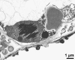 anther cell