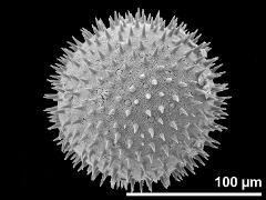 hydrated pollen