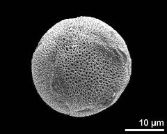 abnormal pollen grain