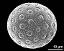 hydrated pollen grain