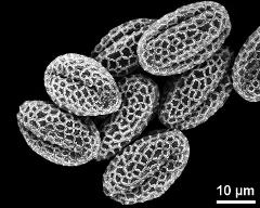 dry pollen grains