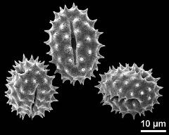 dry pollen grains