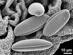 dry pollen grains