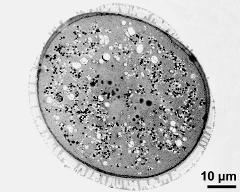 pollen grain in cross section