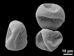 dry pseudomonads