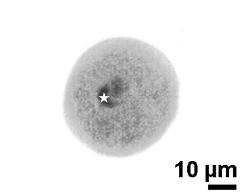 generative cell (asterisk) and vegetative nucleus