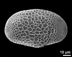 polar proximal view