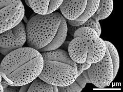 dry pollen grains