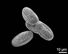 dry pollen grains