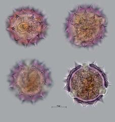 hydrated pollen