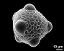 hydrated pollen grain