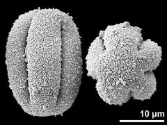 dry pollen grains