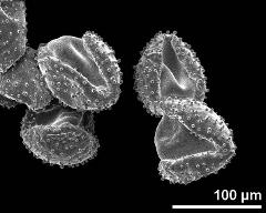 dry pollen grains