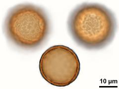 acetolyzed pollen