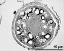 pollen grain in cross section