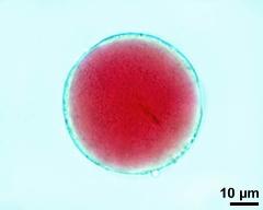 vegetative nucleus and generative cell