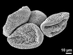 dry pollen grains